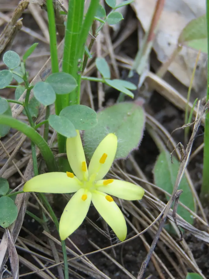 Glossy-Seeded Star Grass (Hypoxis sessilis)