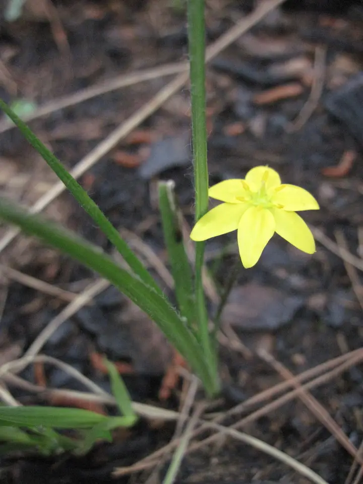 Bristleseed Star Grass (Hypoxis wrightii)