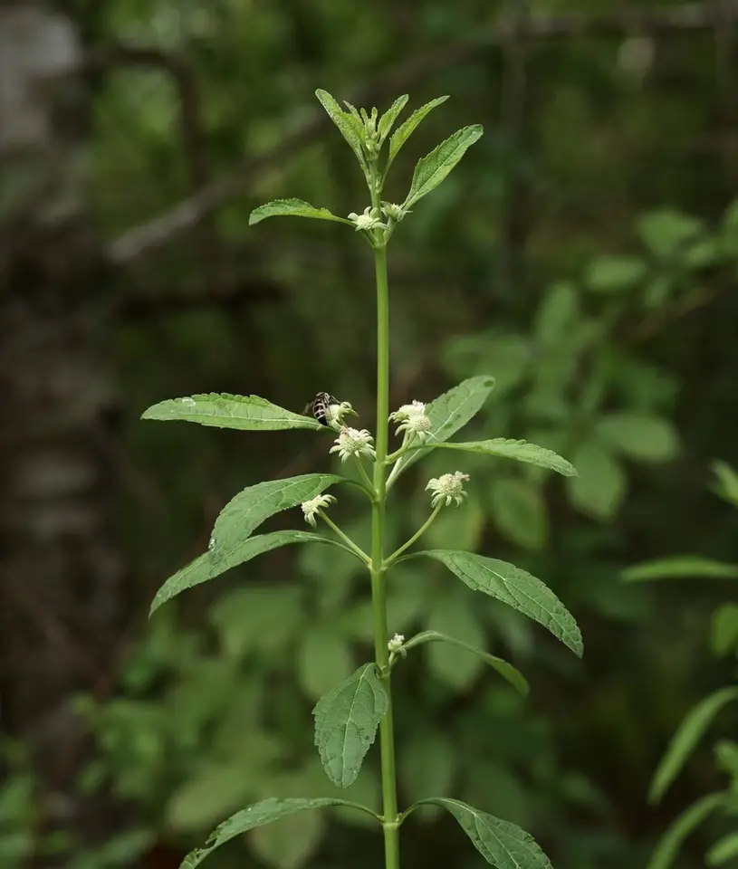 Musky Mint (Hyptis alata)