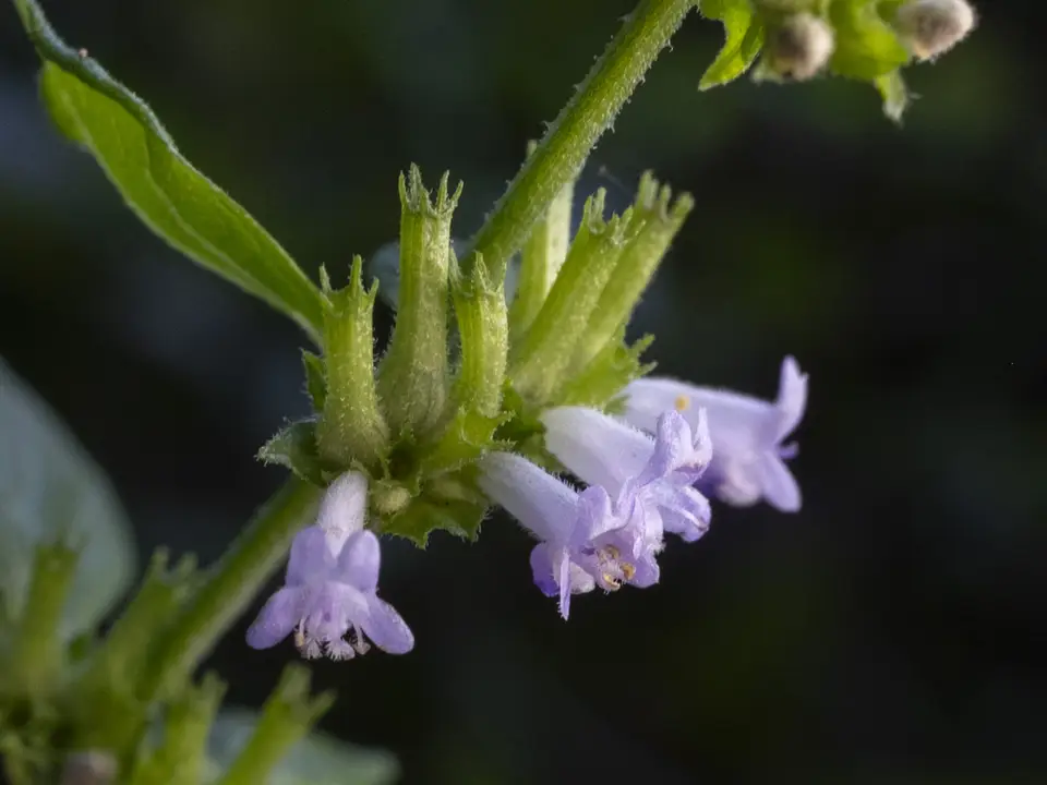 Tropical Bushmint (Hyptis mutabilis)