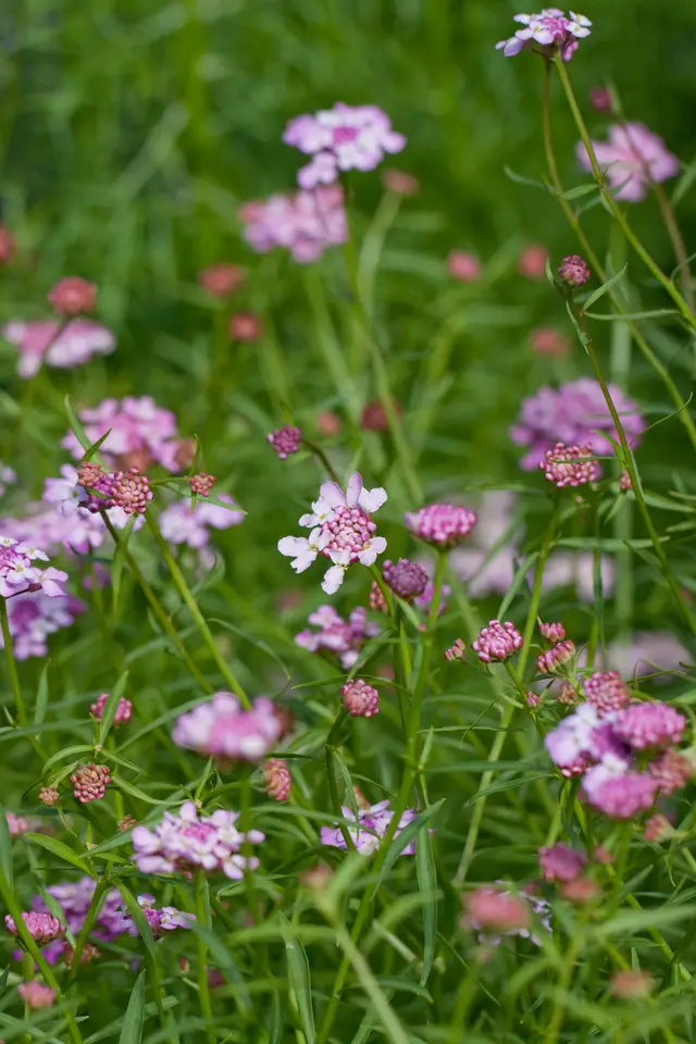 Globe Candytuft (Iberis umbellata)