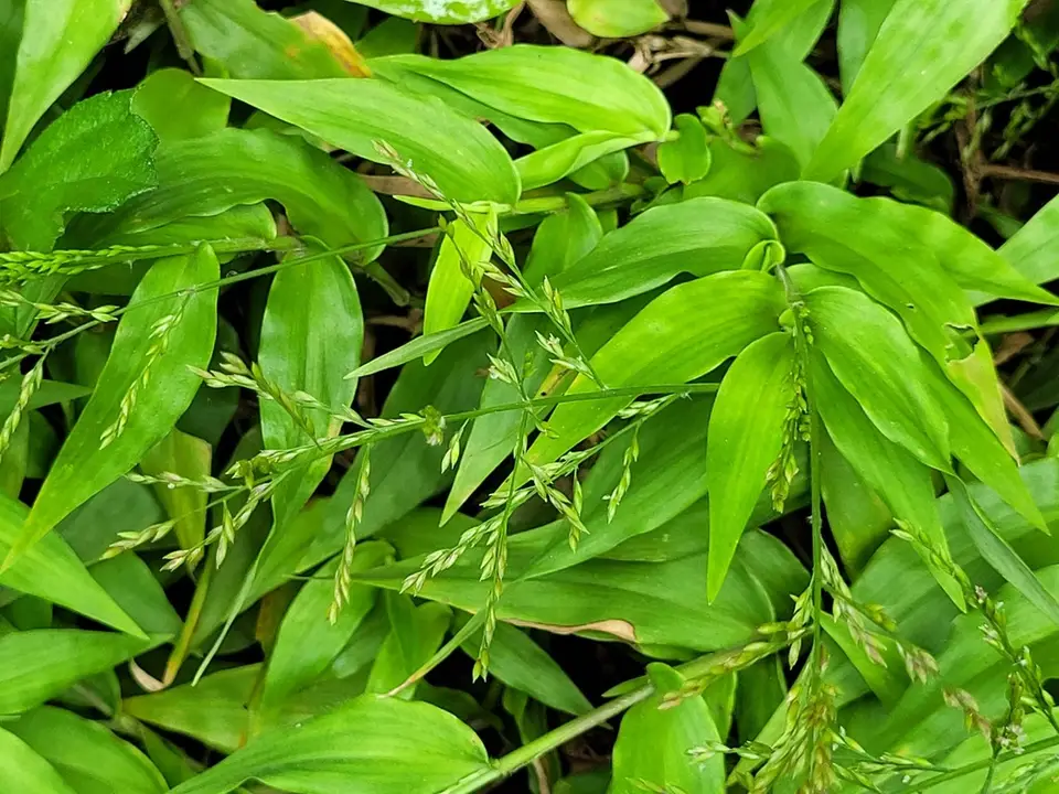 Ichnanthus pallens (Ichnanthus pallens)