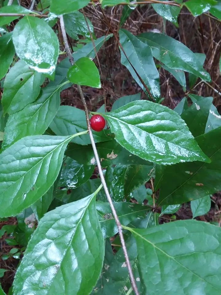 Sand Holly (Ilex ambigua)