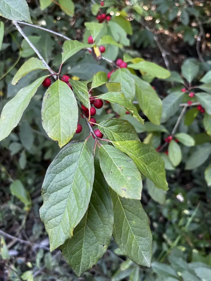 Swamp Holly (Ilex amelanchier)
