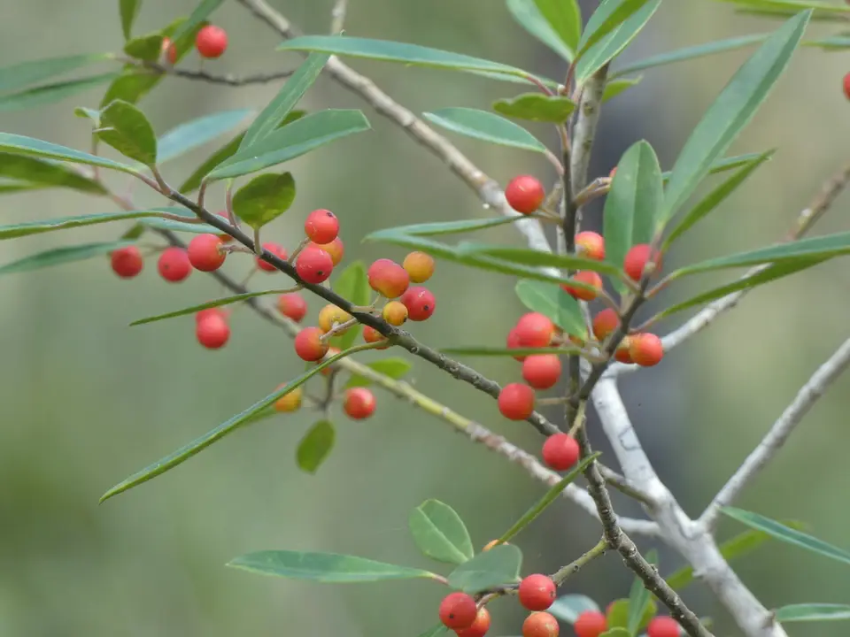 Dahoon Holly (Ilex cassine)