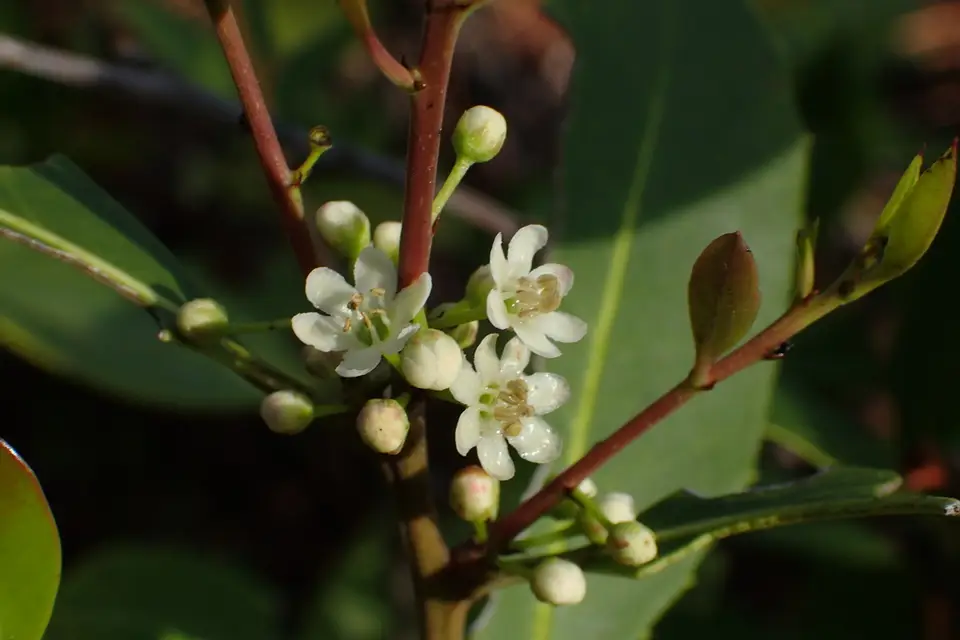 Large Gallberry (Ilex coriacea)