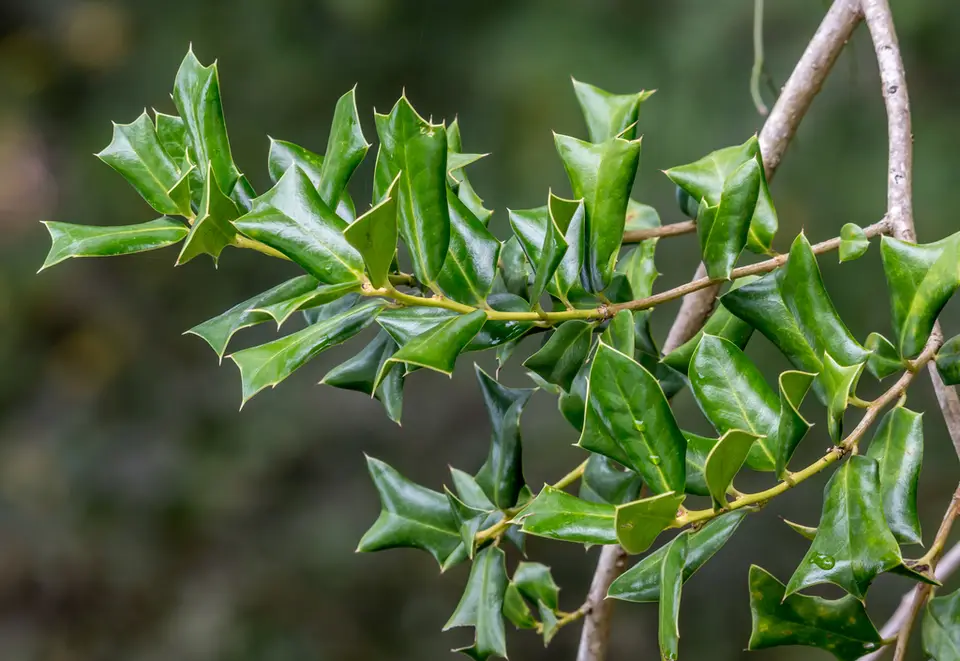 Chinese Holly (Ilex cornuta)