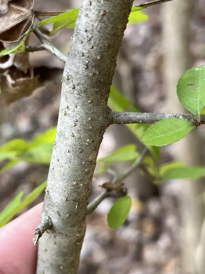Possumhaw (Ilex decidua)
