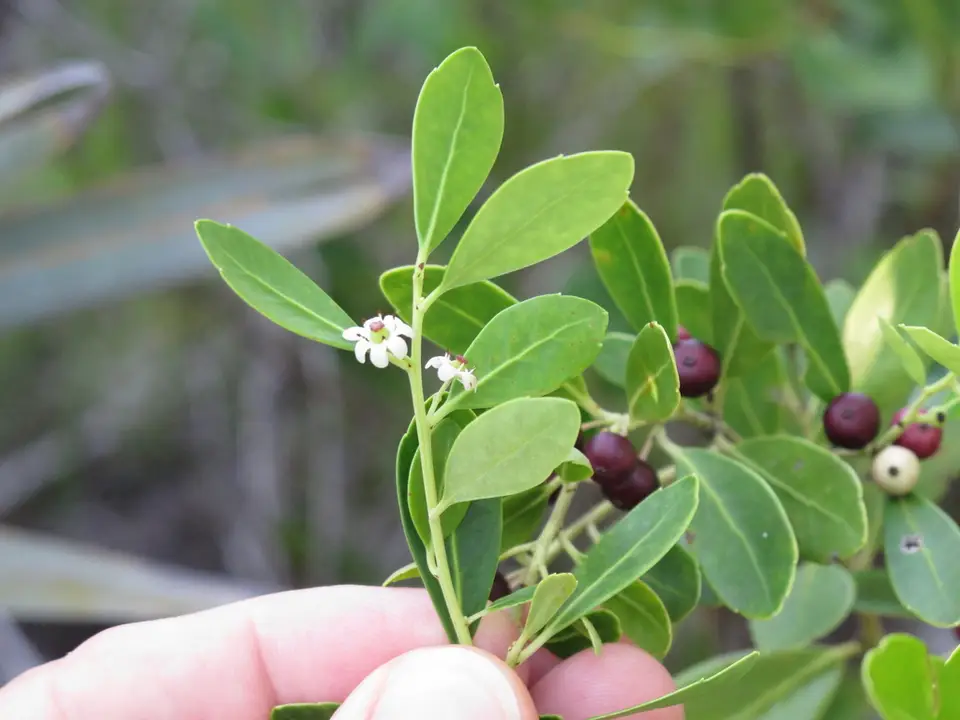 Gallberry (Ilex glabra)