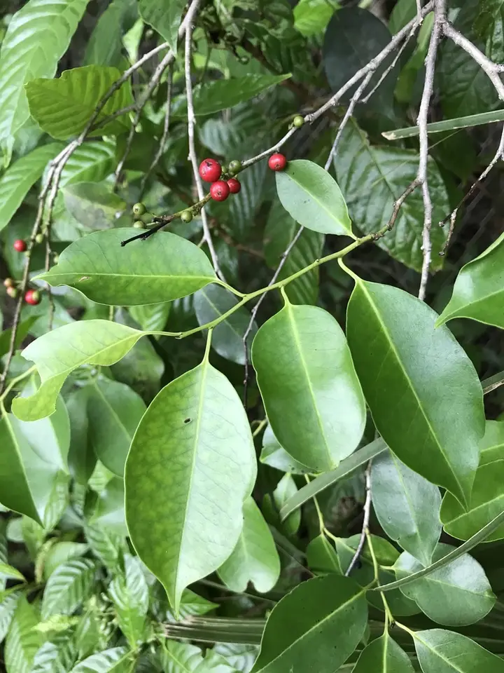 Tawnyberry Holly (Ilex krugiana)