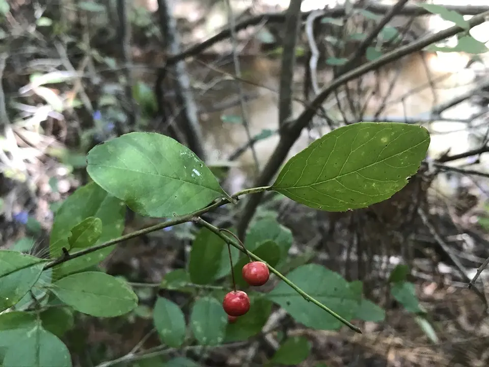Georgia Holly (Ilex longipes)