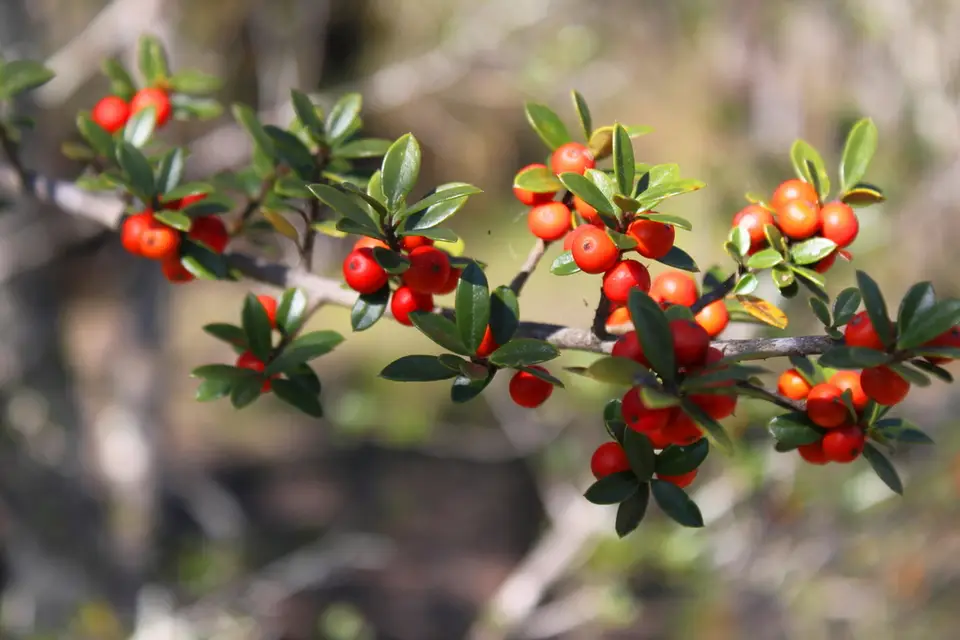 Myrtle Dahoon (Ilex myrtifolia)