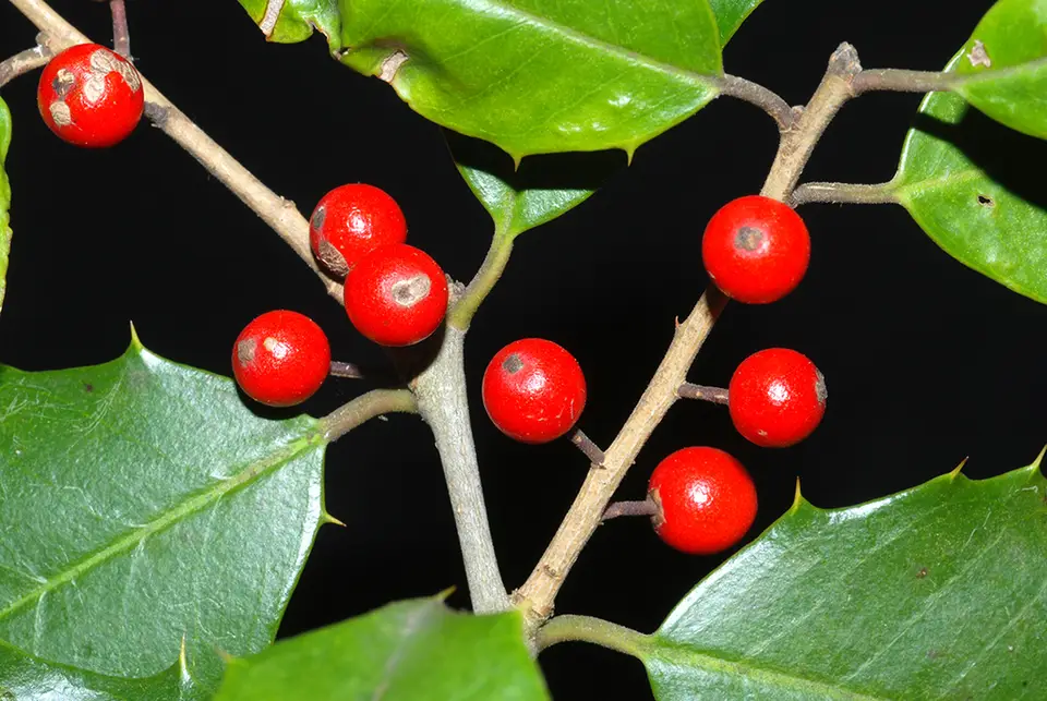 American Holly (Ilex opaca)