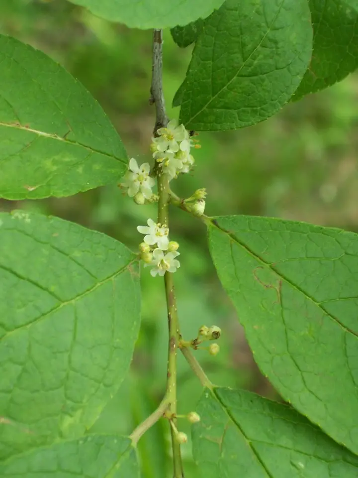 Winterberry Holly (Ilex verticillata)