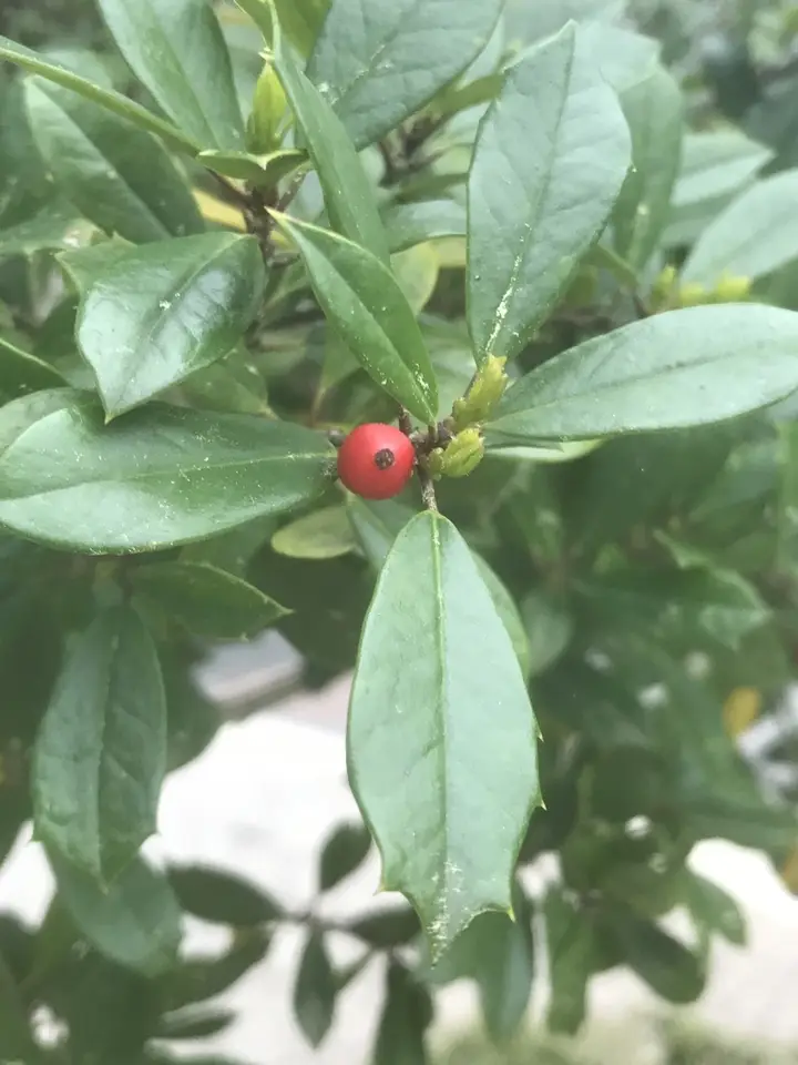 Savannah Holly (Ilex × attenuata)