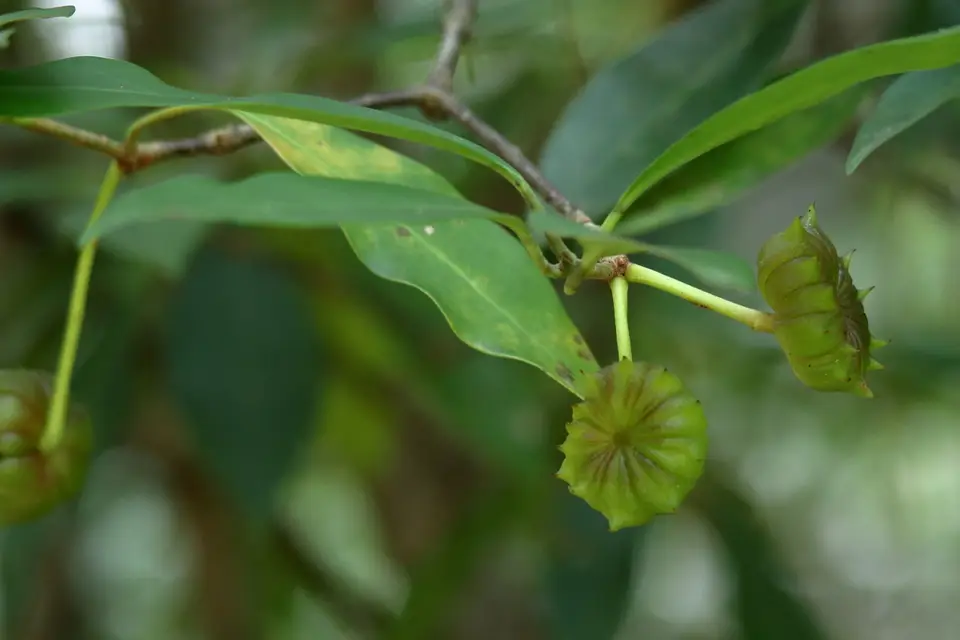 Florida Anise (Illicium floridanum)
