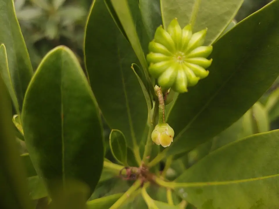 Yellow Anise (Illicium parviflorum)