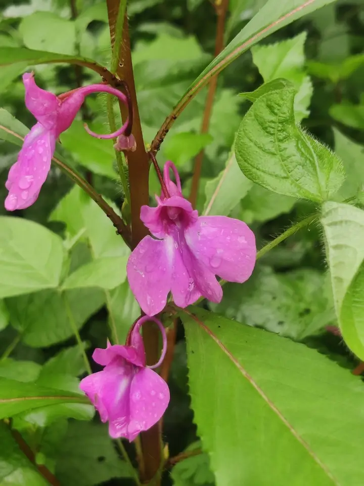Garden Balsam (Impatiens balsamina)