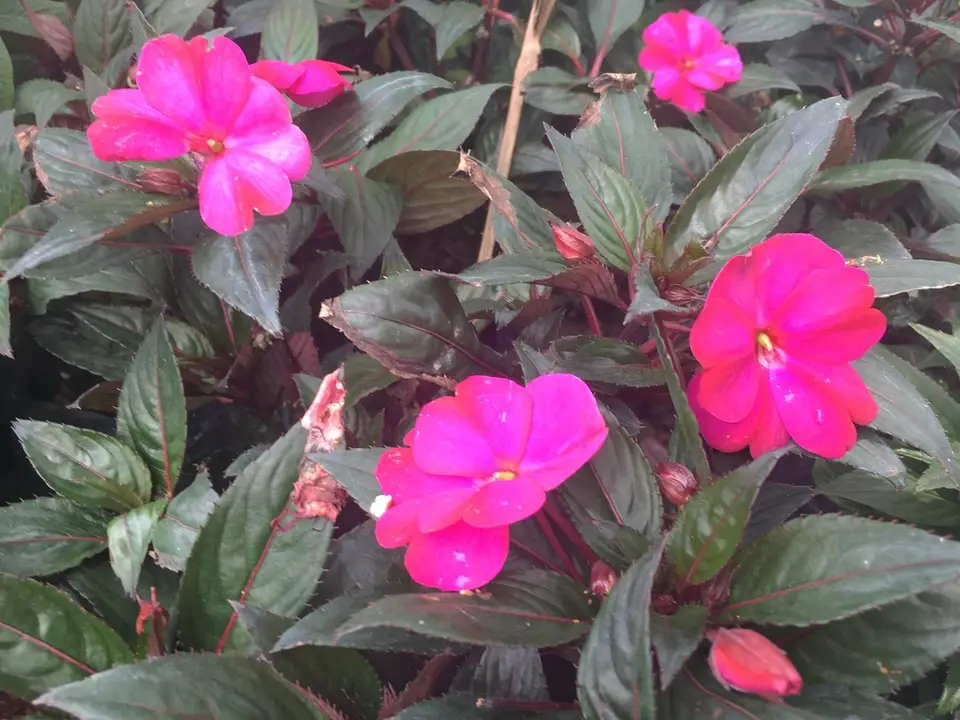 New Guinea Impatiens (Impatiens hawkeri)