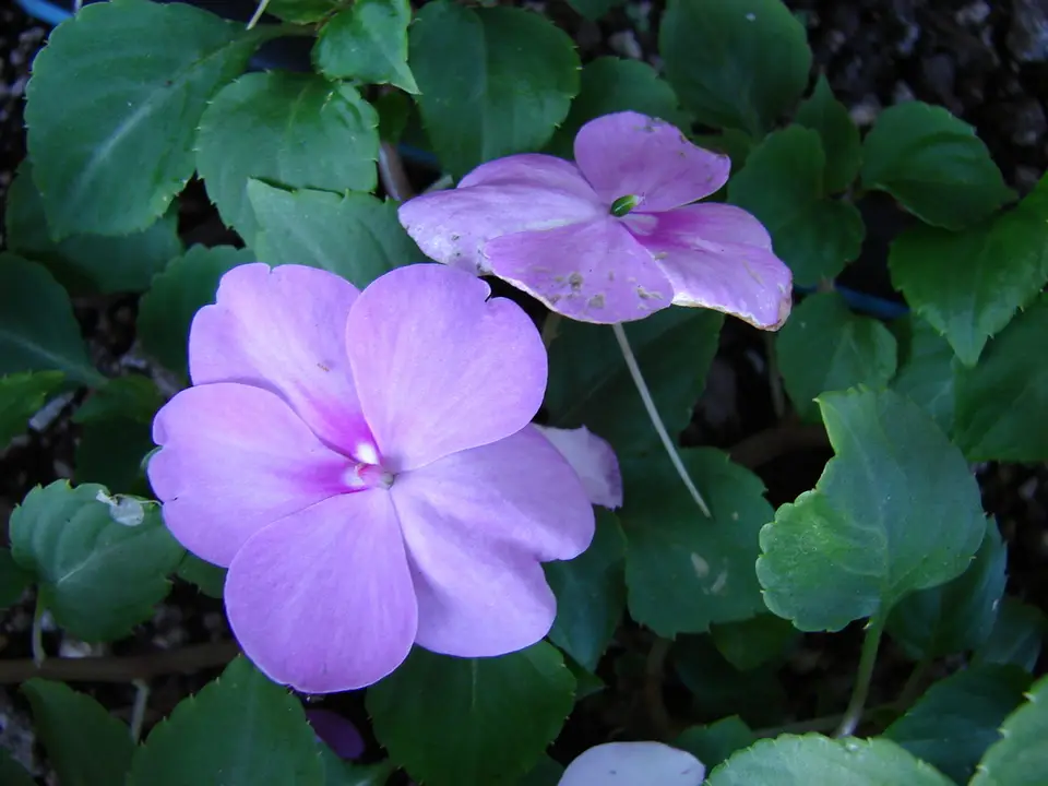 Busy Lizzie (Impatiens walleriana)