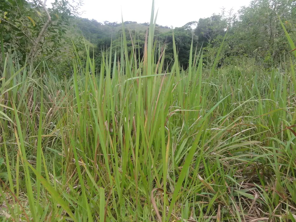 Imperata brasiliensis (Imperata brasiliensis)
