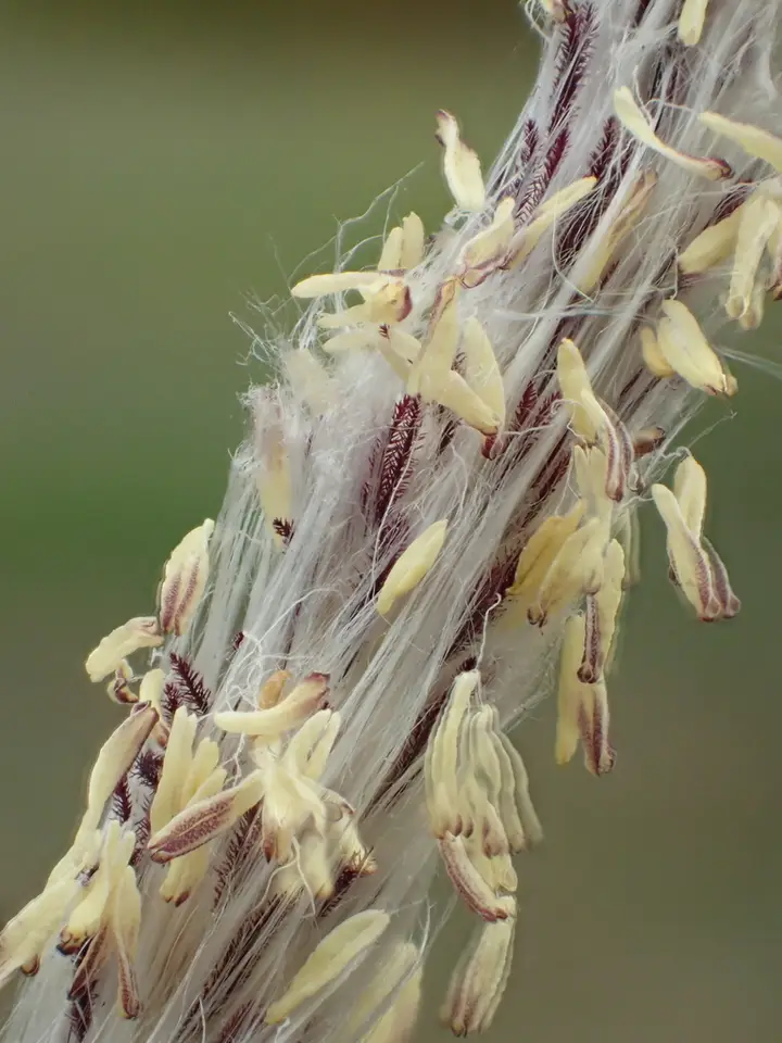 Cogon Grass (Imperata cylindrica)