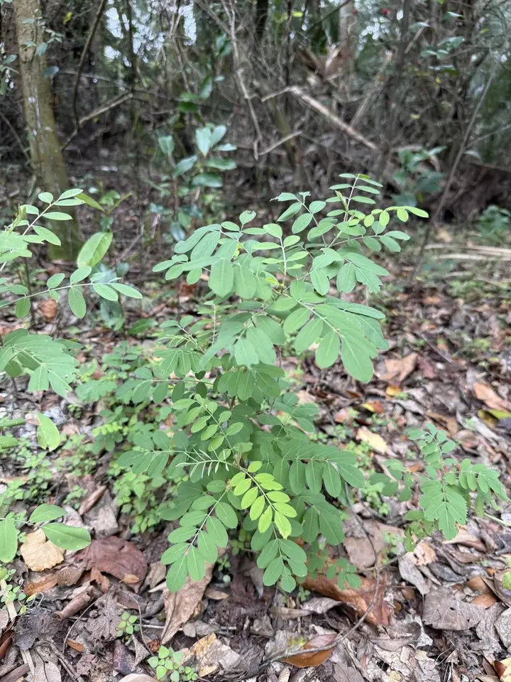 Carolina Indigo (Indigofera caroliniana)