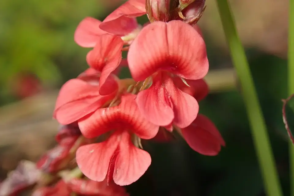 Trailing Indigo (Indigofera hendecaphylla)