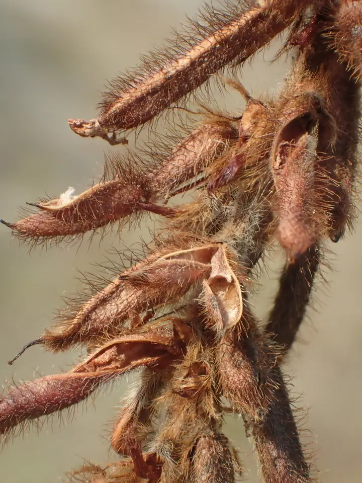 Hairy Indigo (Indigofera hirsuta)