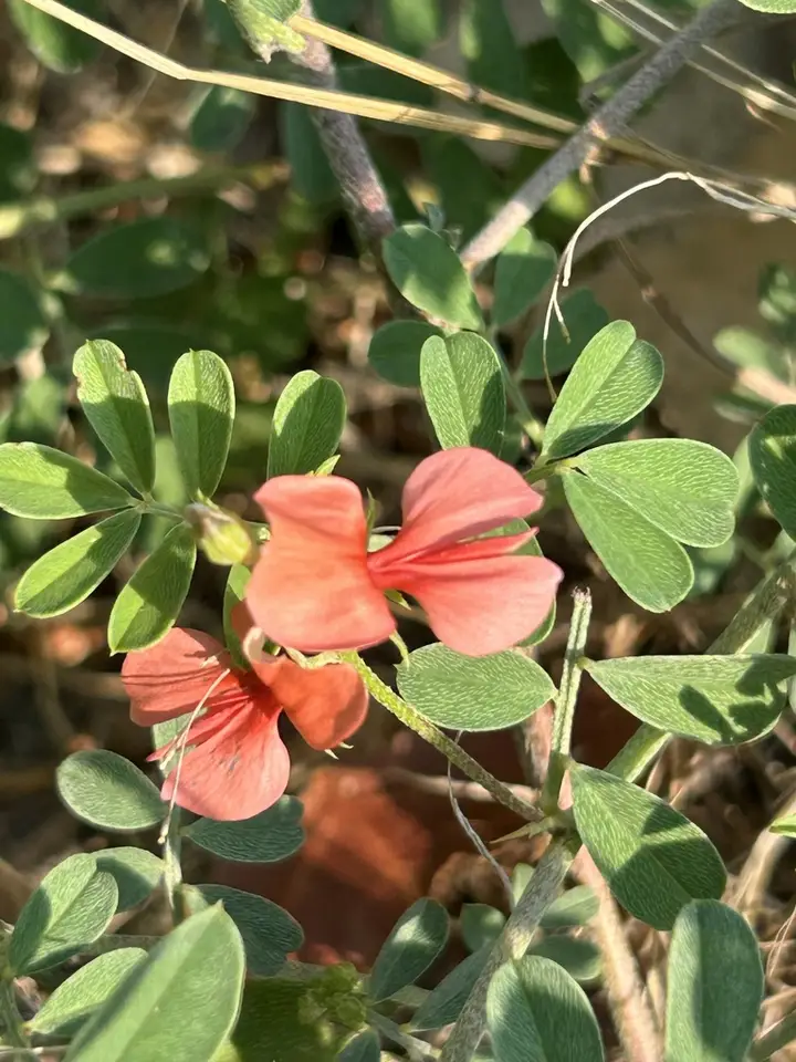 Scarlet Pea (Indigofera miniata)