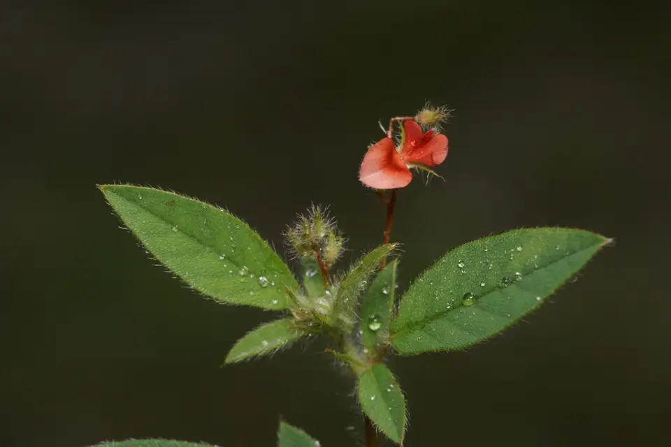 Softhairy Indigo (Indigofera pilosa)