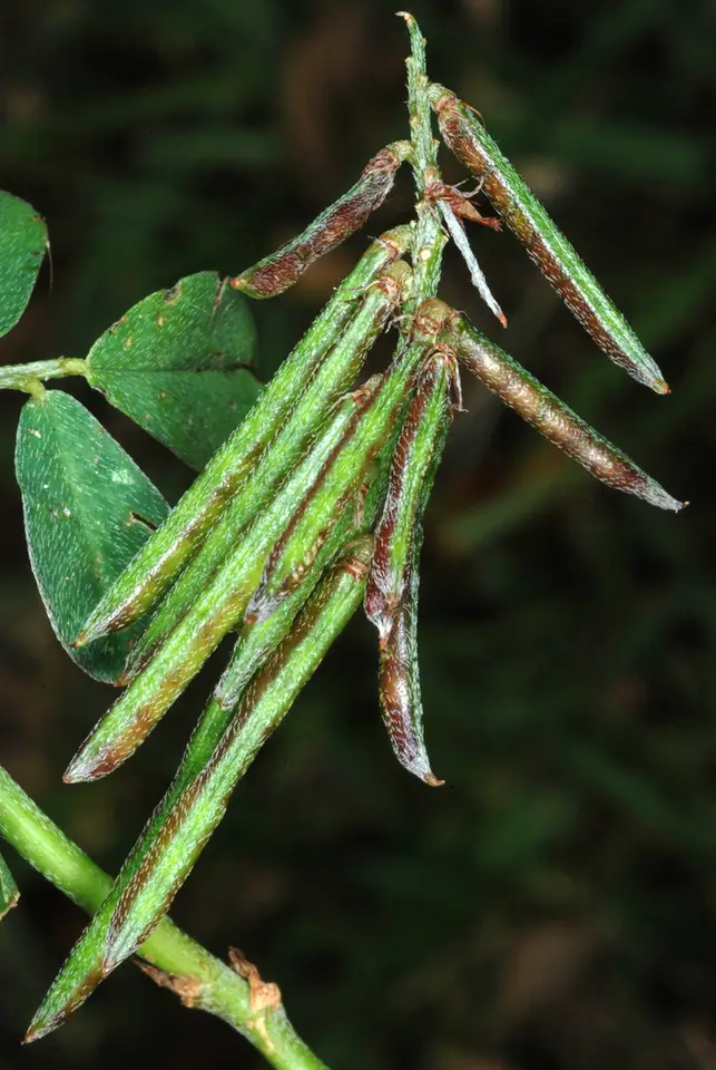 Creeping Indigo (Indigofera spicata)