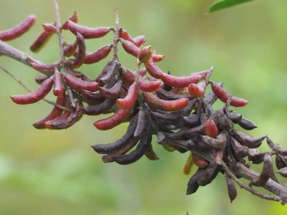 Shrubby Indigo (Indigofera suffruticosa)