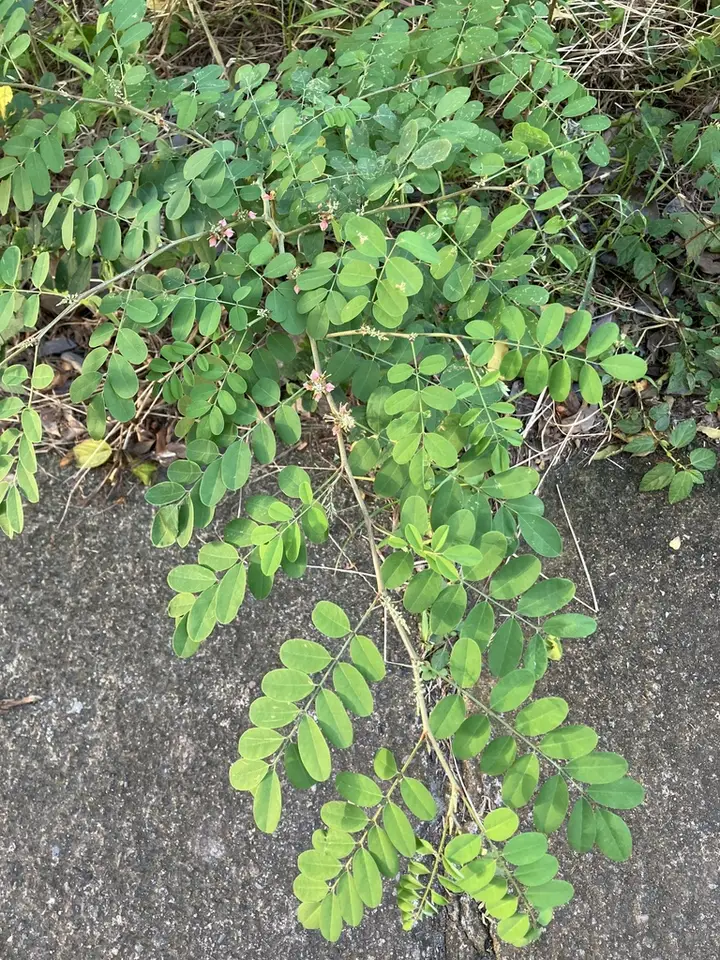 True Indigo (Indigofera tinctoria)