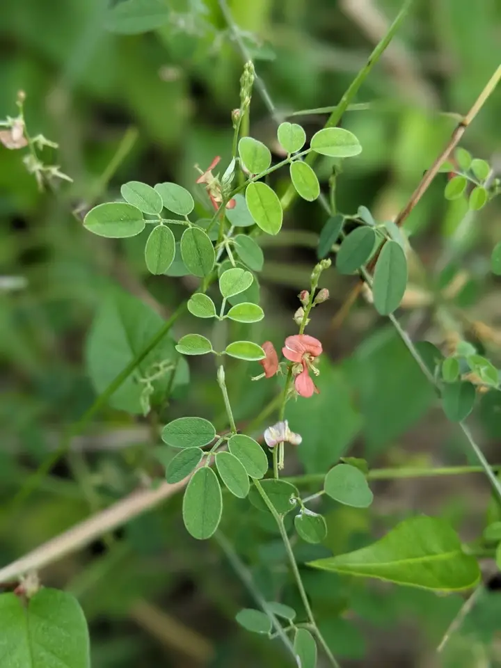 Indigofera trita (Indigofera trita)