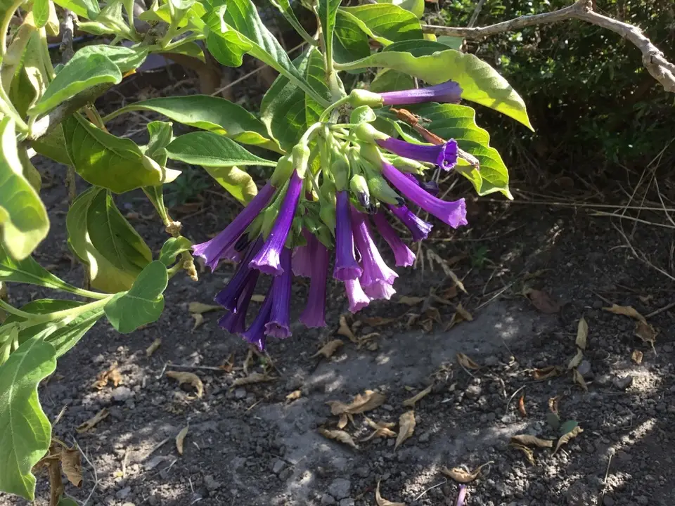 Violet Tubeflower (Iochroma cyaneum)