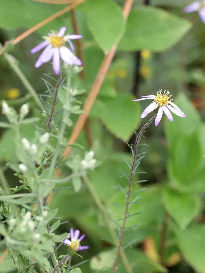 Creeping Stiff-Leaved Aster (Ionactis repens)
