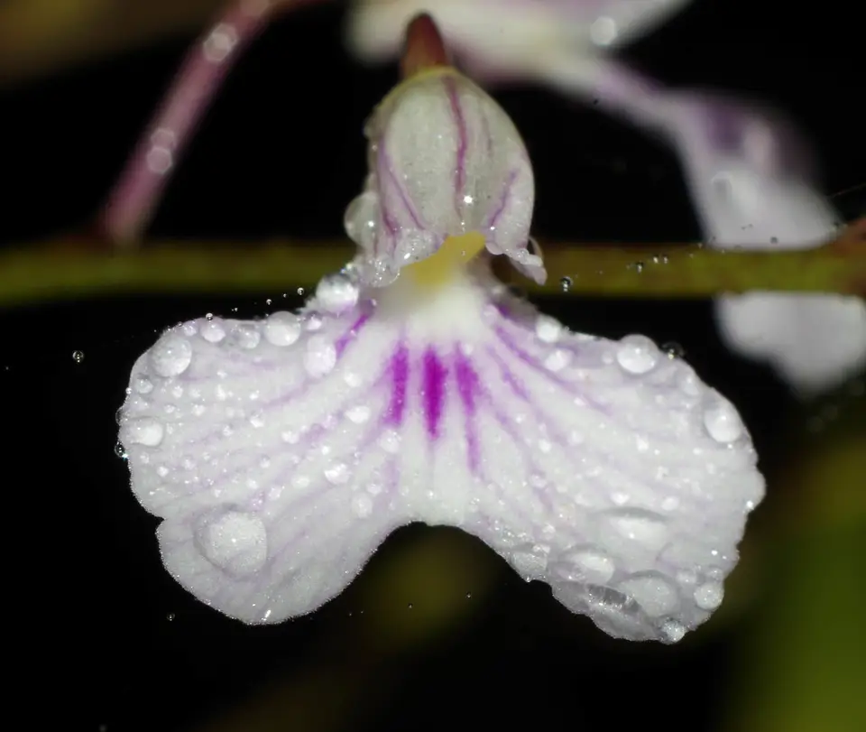 Delicate Violet Orchid (Ionopsis utricularioides)