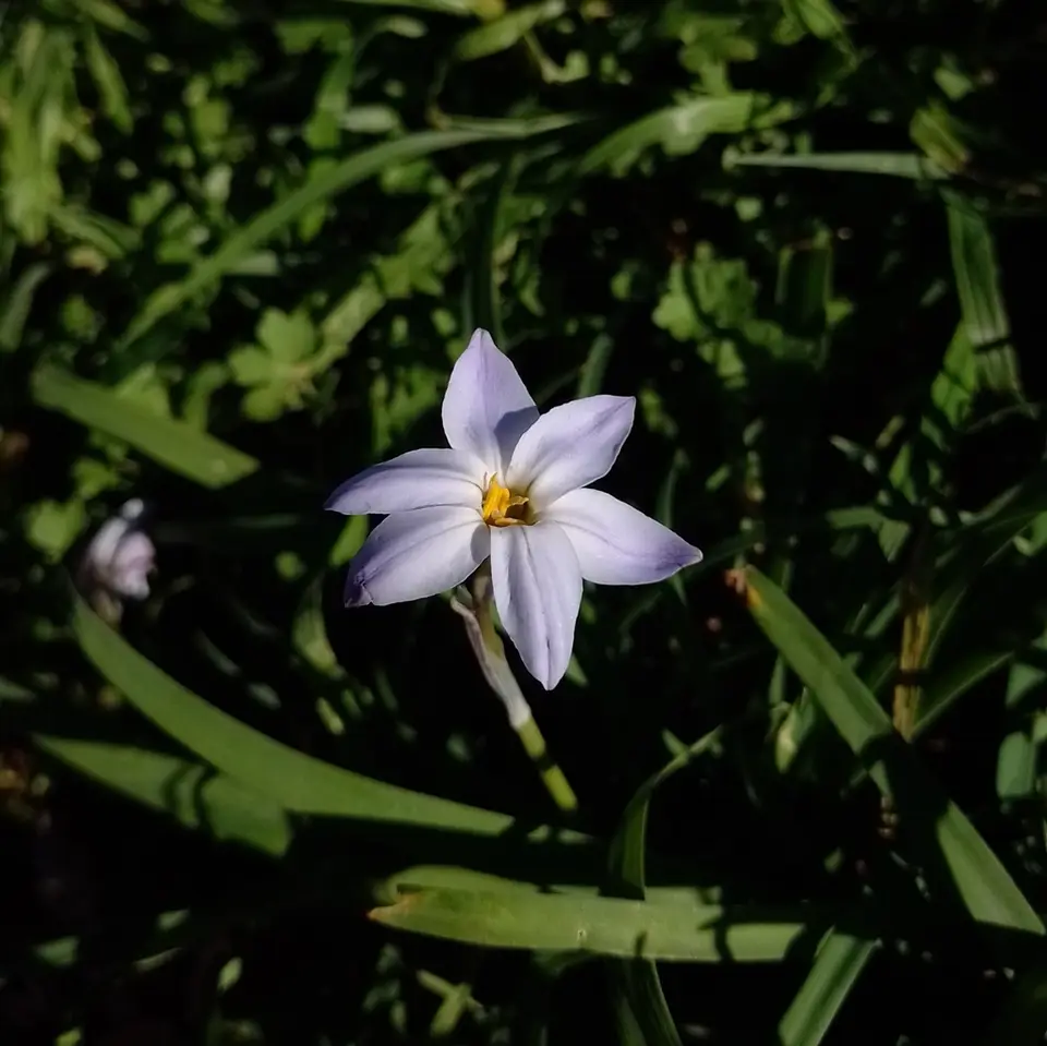 Spring Starflower (Ipheion uniflorum)
