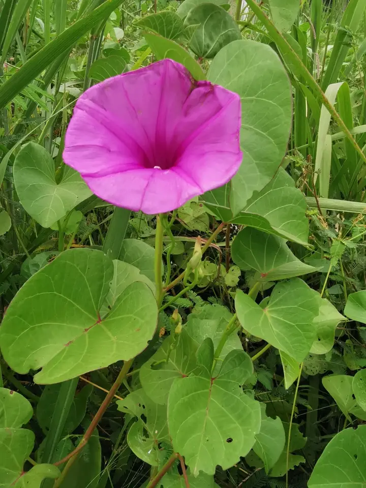 Ginger-Leaf Morning-Glory (Ipomoea asarifolia)