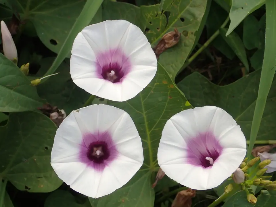 Sweet Potato (Ipomoea batatas)