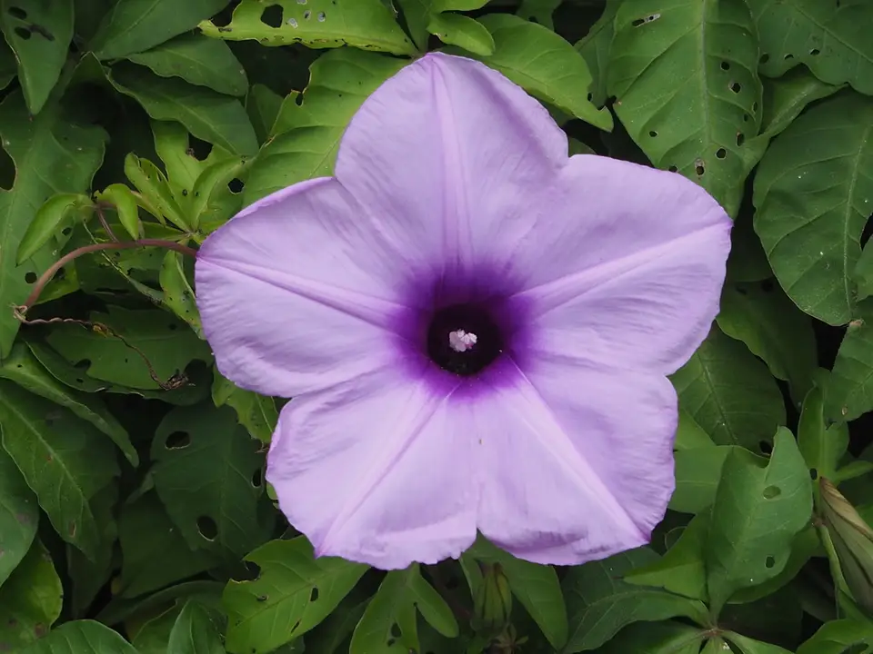 Mile-A-Minute Vine (Ipomoea cairica)