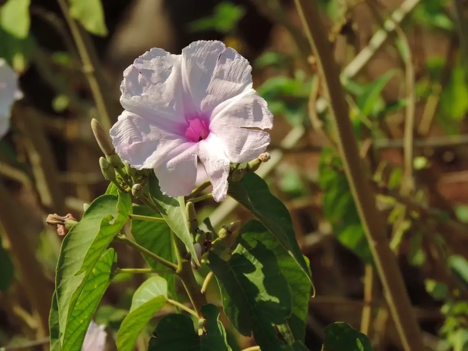 Bush Morning Glory (Ipomoea carnea)