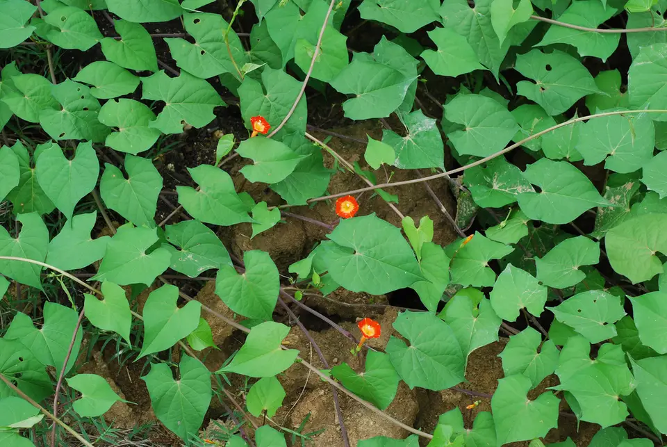 Red Morning Glory (Ipomoea coccinea)