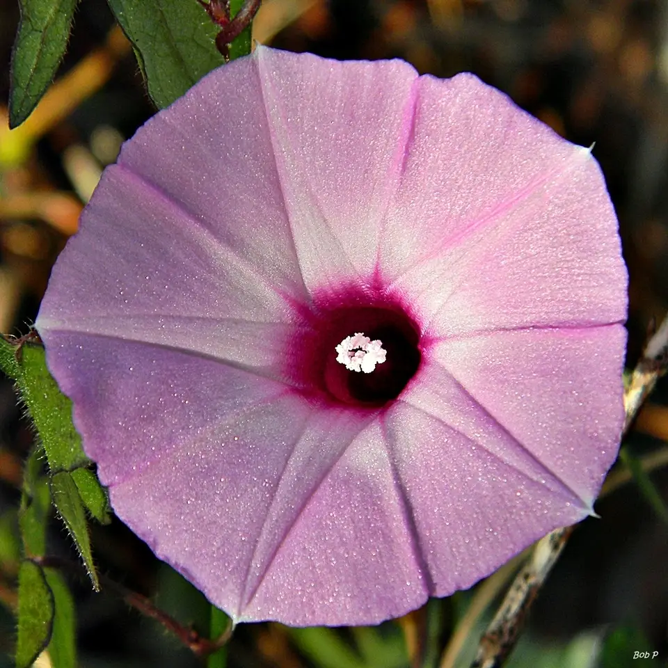 Tievine (Ipomoea cordatotriloba)