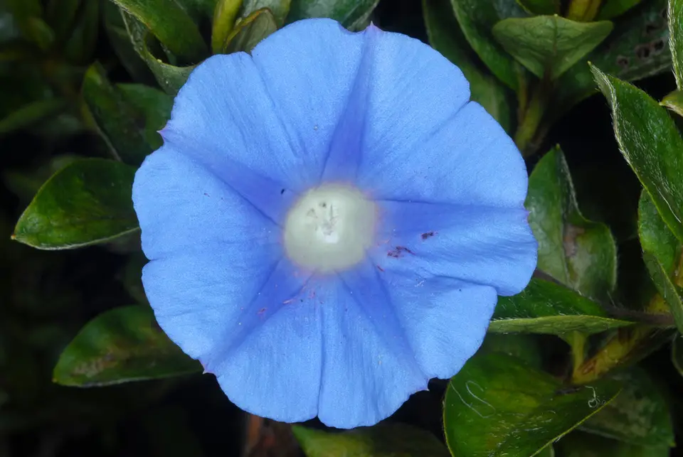 Ivy-Leaved Morning-Glory (Ipomoea hederacea)