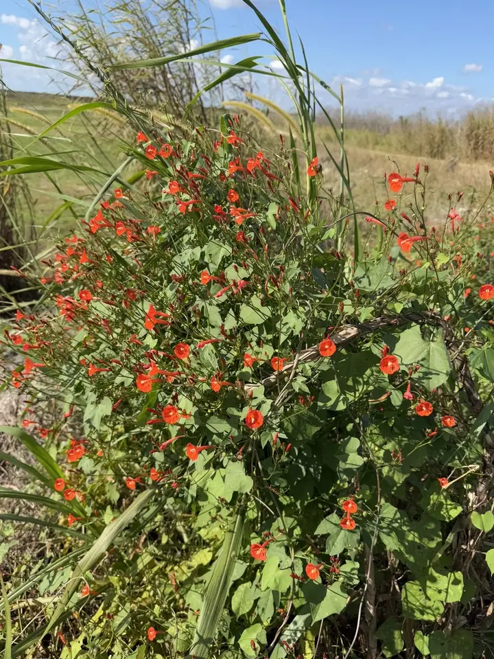 Scarlet Creeper (Ipomoea hederifolia)