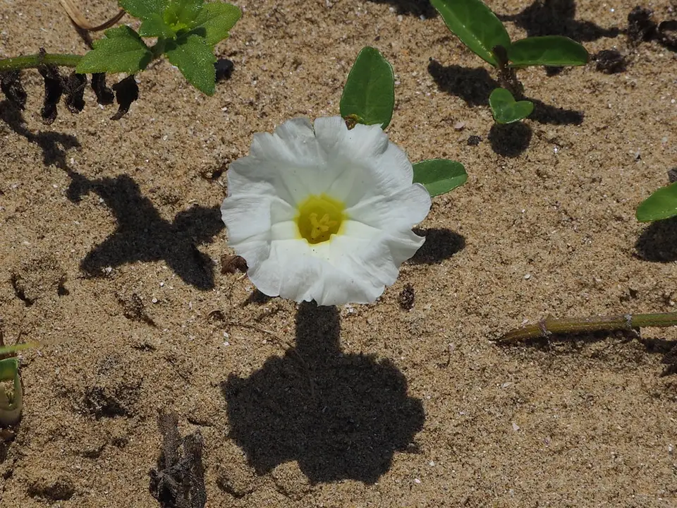 Beach Morning-Glory (Ipomoea imperati)