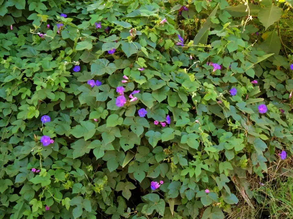 Oceanblue Morning Glory (Ipomoea indica)