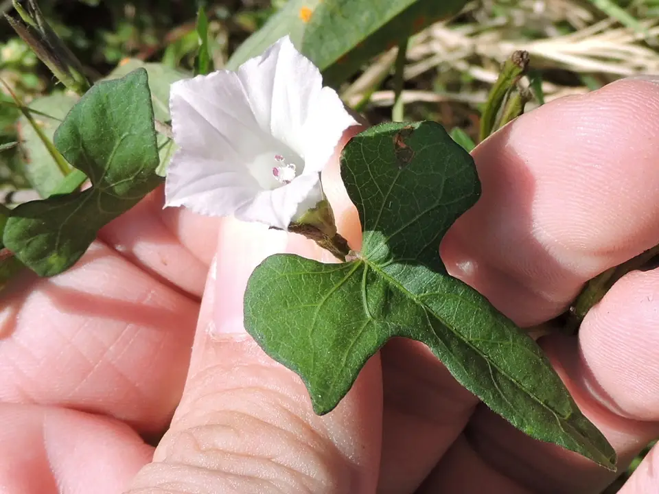 White Morning-Glory (Ipomoea lacunosa)